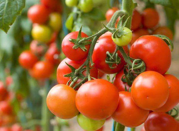  What can be planted after tomatoes