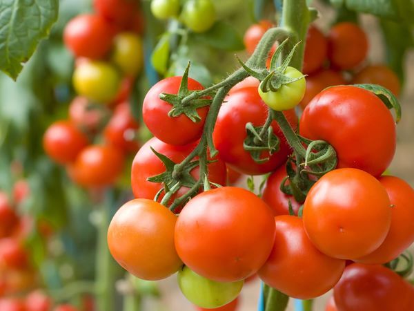  What can be planted after tomatoes