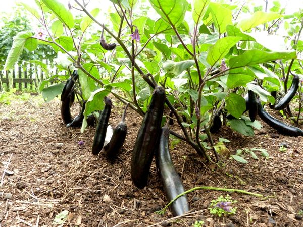  Planted plants from the family Solanaceae after tomatoes undesirable