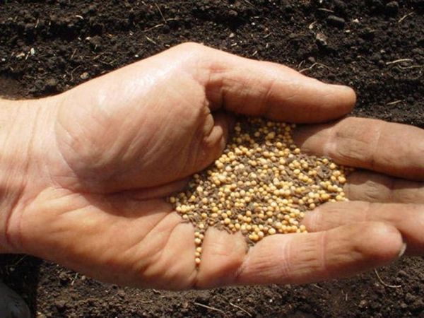  To improve the condition of the soil after the tomatoes can be sown mustard