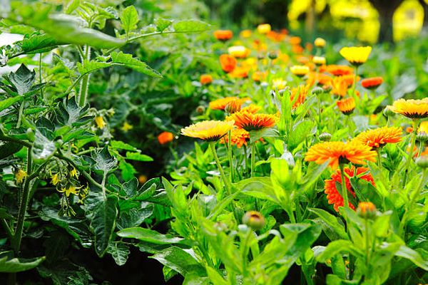  Calendula can protect against pests if it is planted next to tomatoes