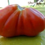 Cele mai fructuoase roșii