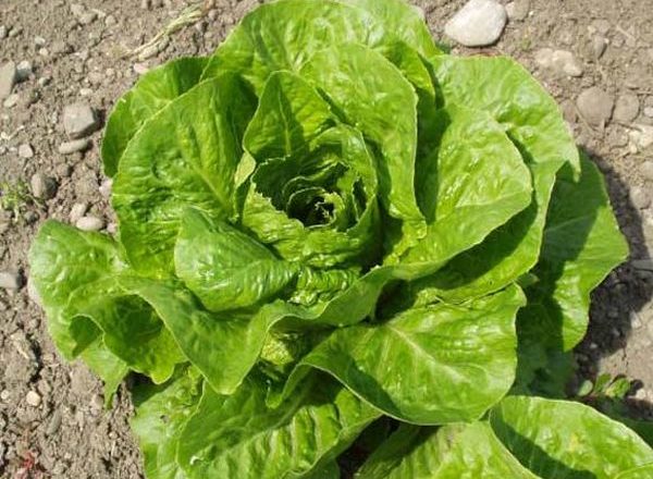  Insalata Romain