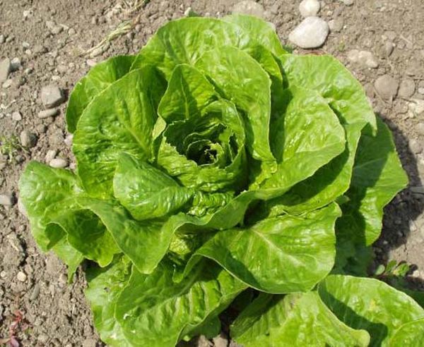  Salada Romain