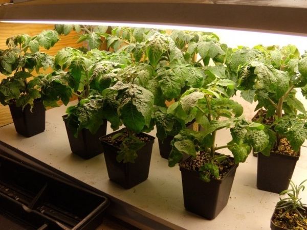  Pregătirea semințelor și cultivarea răsadurilor
