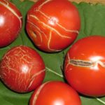  Crăparea de tomate