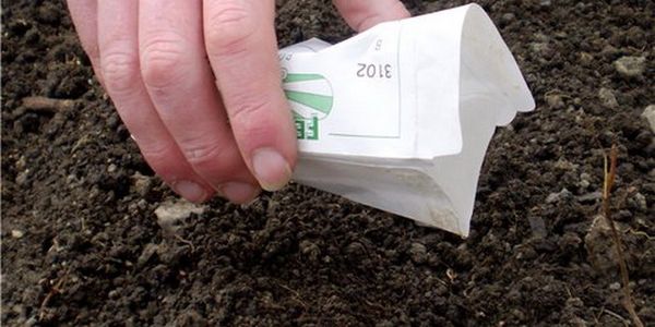  Semințele de semințe sunt plantate în sol bine vărsat