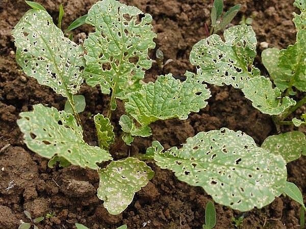  Înfrângerea de purici cruciferous de struguri