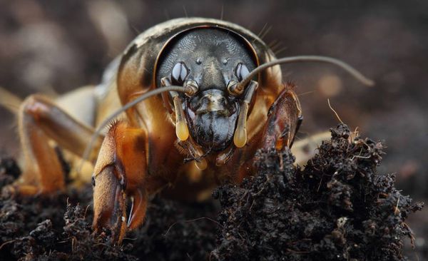  Ursul - o insectă de săpat