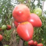  Cele mai bune soiuri de fructe dulci pentru Urali