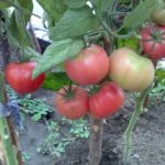  Las ventajas de cultivar tomates altos.