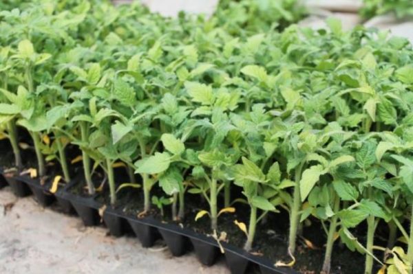  Semillas de tomate monomakh hat