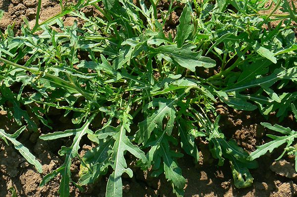  Rucola in crescita
