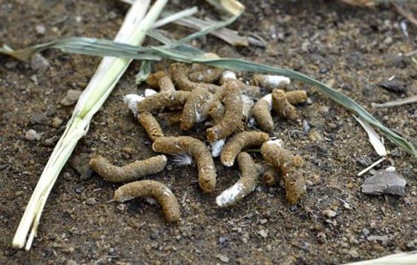  Como fertilizante é melhor usar uma solução de esterco de galinha.