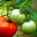  Tomates abertos para a Bielorrússia