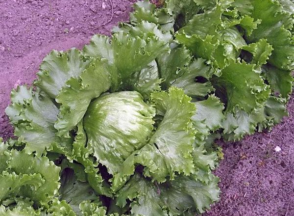  Iceberg salată