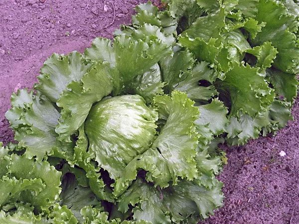  Insalata iceberg