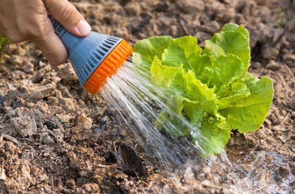 Prima e dopo la semina, il pozzo e la piantina devono essere versati con acqua.