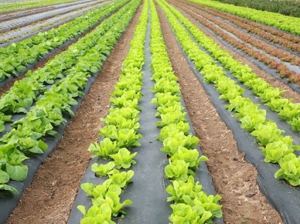  Per il successo della formazione di allenatori è necessario rispettare la temperatura e il diradamento