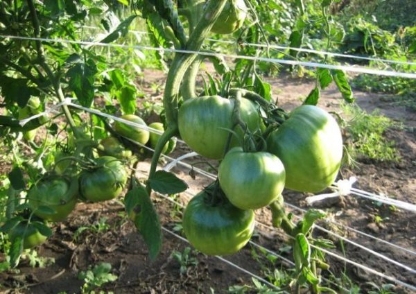  More green tomato varieties sugar bison