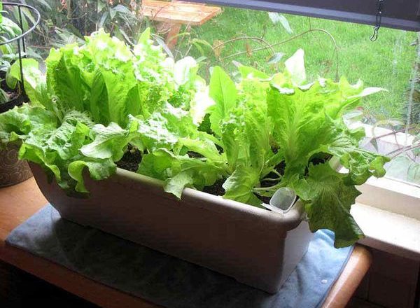  Salată verde pe pervaz