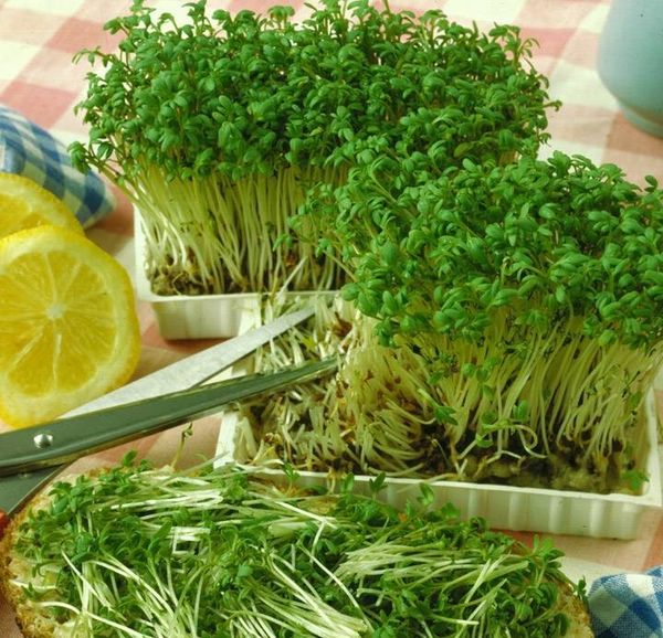  Salada precisa ser diluída duas vezes