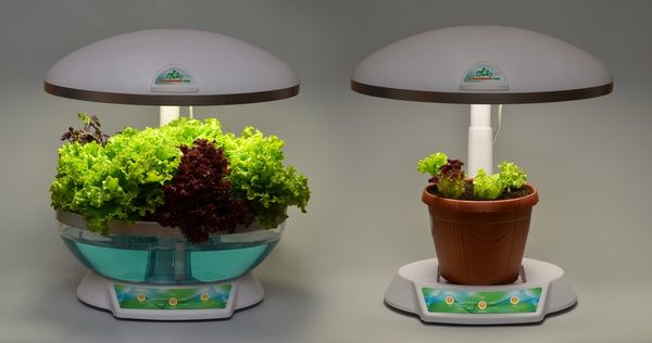  Um dia leve para o cultivo de alface deve durar de 12 a 14 horas.