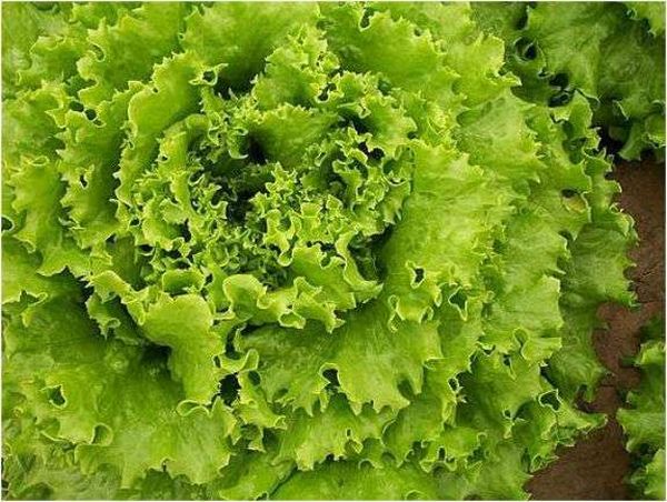  Batavia - a variedade mais adequada de salada para o apartamento