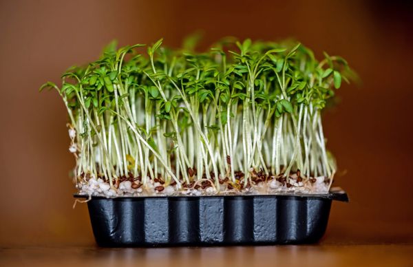  Algumas variedades de alface podem ser cultivadas sem solo - em papel ou algodão