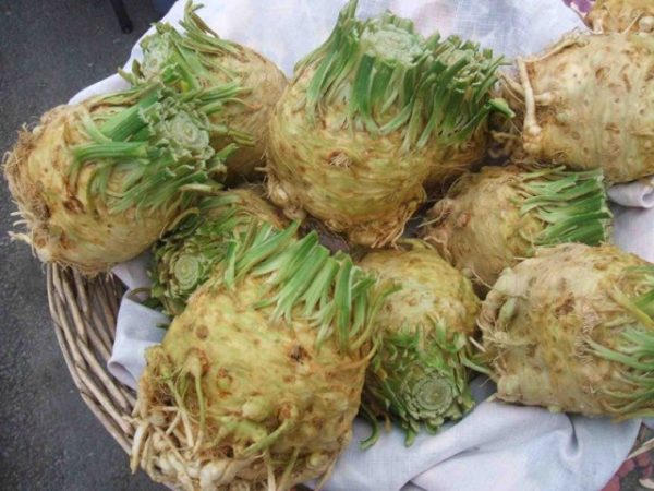  Radici di sedano in cesti