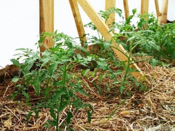  Mulirovanaya jardín de tomates con heno.