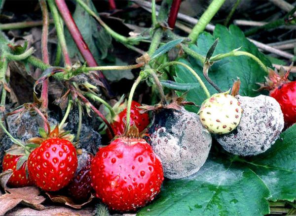  Marciume grigio sulle fragole
