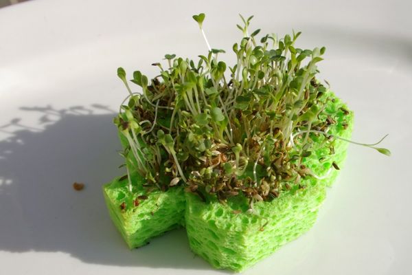  Răsaduri de salată