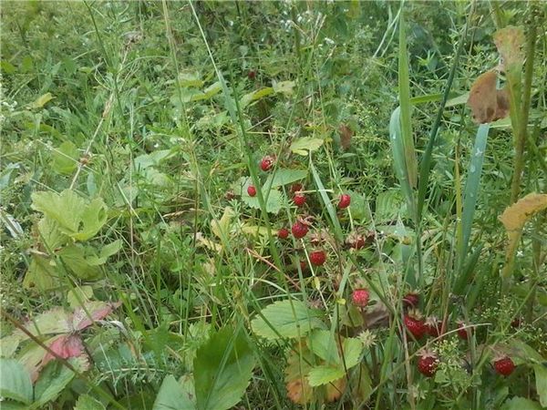  Buruienile îngroșate pot cauza mucegaiul cenușiu