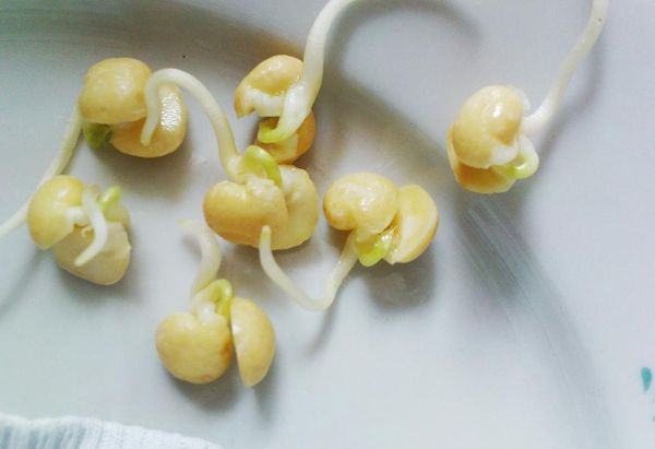  Pomi fructiferi