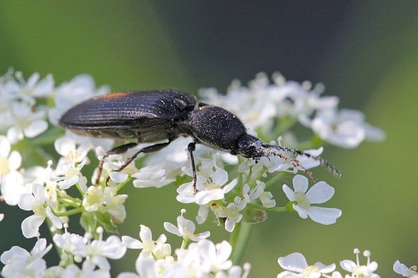  Beetle Beetle