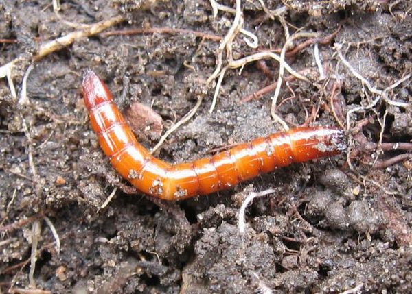  Larve di Wireworm
