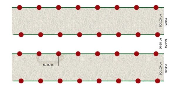  Schema de plantare a soiurilor de tomate nedeterminate
