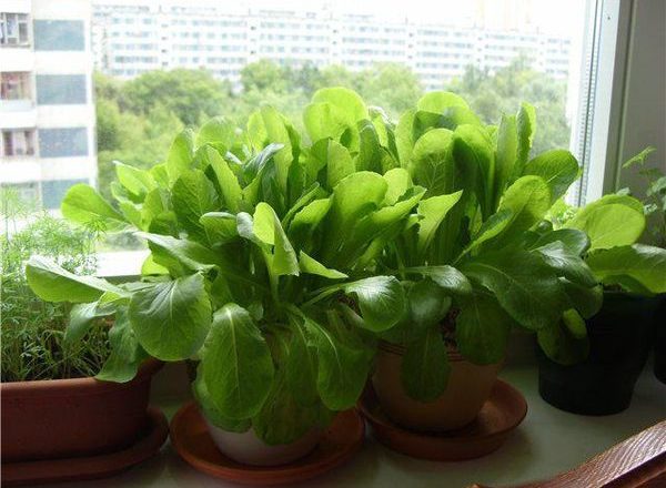  Spinaci sul davanzale della finestra