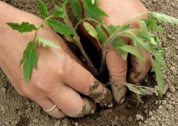  Răsadurile de roșii sunt plantate, iar la o vârstă de aproximativ 60 de zile, într-o seră, într-o casă deschisă - o săptămână mai târziu