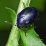 Blue flea