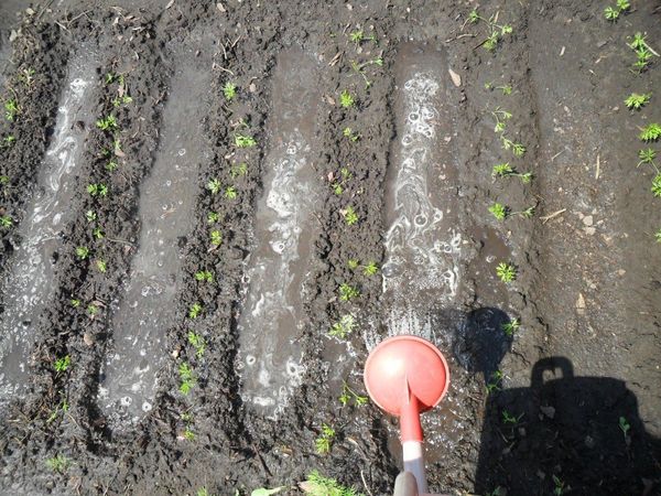  Adăparea regulată este importantă pentru morcovi și sfecla.