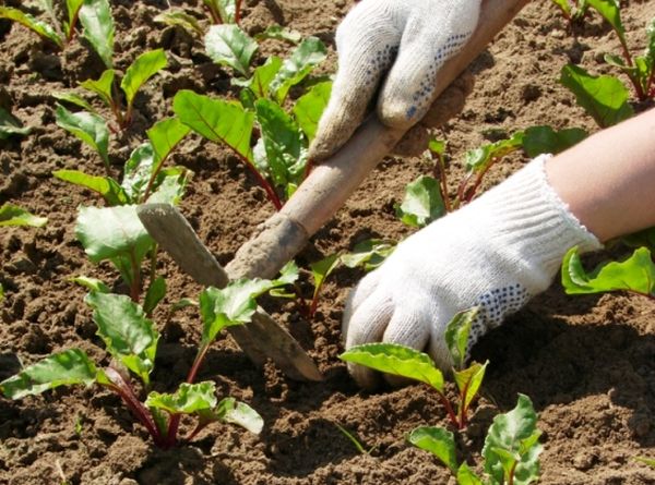  Slăbirea și umflarea se efectuează la fiecare 1-2 săptămâni.