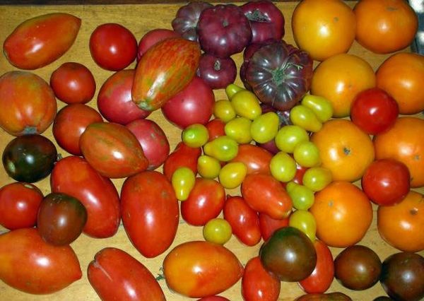  Las ventajas de cultivar tomates altos.