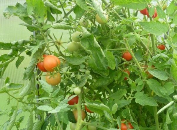  Cultivador De Tomate Stolypin