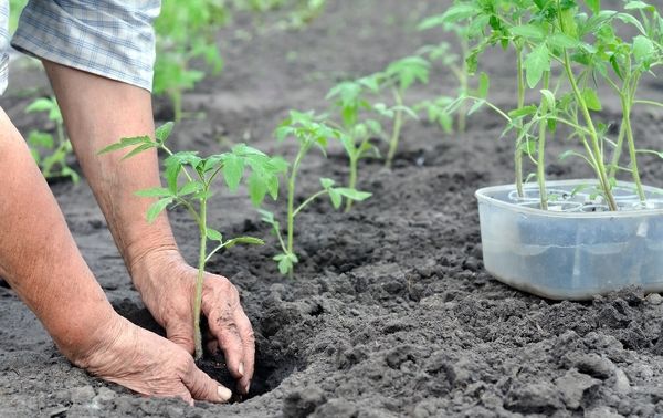  Răsadurile sunt transplantate în sol la vârsta de 50-70 de zile