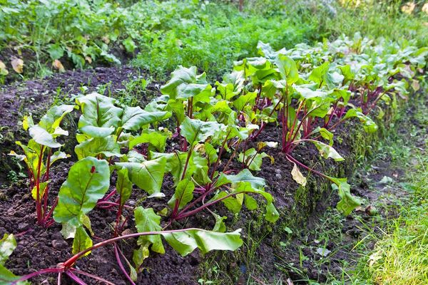  Piantare semi di barbabietole nel terreno