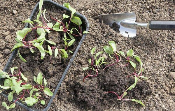  Răsaduri de sfecla sunt plantate în pământ o razată după 10 cm