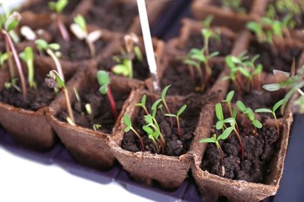  La plantarea semințelor pentru răsaduri, cutiile sunt depozitate acasă sau într-o seră.