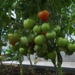  Las ventajas de cultivar tomates altos.